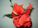 DSC09501