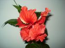 DSC09503