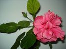 DSC09505