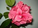 DSC09506