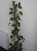 Scindapsus aureus sau Pothos aureus