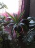 Yucca