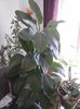 Dieffenbachia