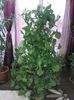 Syngonium Podophyllum (Singonium