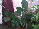 Ficus