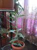 Dracaena
