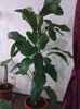 Dieffenbachia
