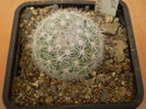 MAMMILLARIA CANDIDA