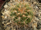 MATUCANA AURANTIACA