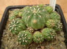 MATUCANA POLZII