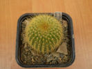 NOTOCACTUS LENINGHAUSI