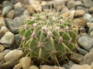 NOTOCACTUS BUININGII