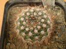 NOTOCACTUS APRICUS