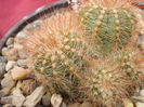 NOTOCACTUS MAGNIFICUS