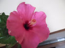 Adonicus Pink