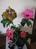 Hibiscus grup
