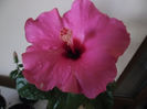 Adonicus Pink