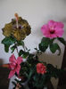 Hibiscus grup