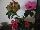 Hibiscus grup