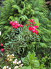 DSC00297