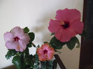 hibiscus grup