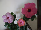 Hibiscus grup