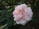 garden of rose