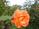 westerland