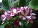 DSC05520
