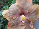 hibiscus 2