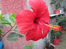 hibiscus