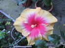 hibiscus 2