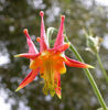 aquilegia_formosa_wiki