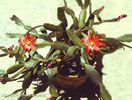 rhipsalidopsis