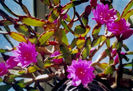 rhipsalidopsis_double_china_rose_p1080h