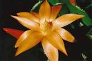 rhipsalidopsis_indus_p1122h_p18