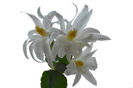 rhipsalidopsis-terence-davis