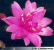 rhipsalidopsis-x-double-china-rose