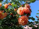 Westerland