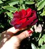 Black Baccara_epuizat