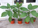 Datura?