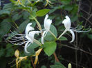 Lonicera japonica (2013, July 10)