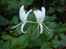 Lonicera japonica (2013, July 10)