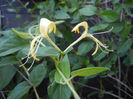 Lonicera japonica (2013, July 10)