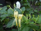 Lonicera japonica (2013, July 10)