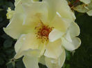 Rose Golden Showers (2013, June 26)
