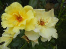 Rose Golden Showers (2013, June 26)