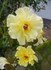 Rose Golden Showers (2013, July 10)
