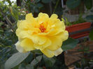 Rose Golden Showers (2013, July 10)