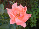 Rose Monica (2013, June 20)